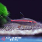 Preview: Amapa Glühlichtsalmler, Hyphessobrycon amapaensis